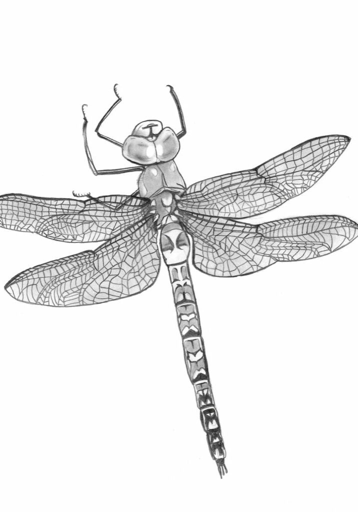 Dragonfly2